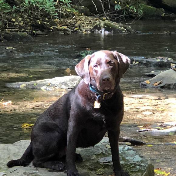 Meet your Posher, Lisa - Picture 1 of 1